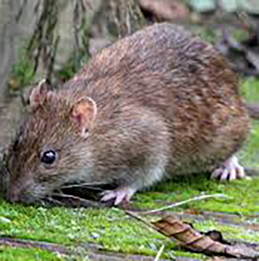 JASA PEMBASMI TIKUS - ASIA PEST PROTECTION